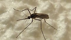 Aedes koreicus türü sivrisinek.