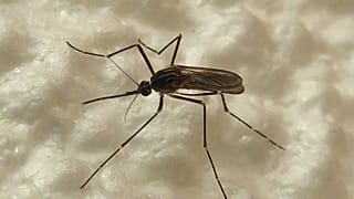 Aedes koreicus türü sivrisinek.