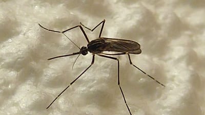 Aedes koreicus türü sivrisinek.