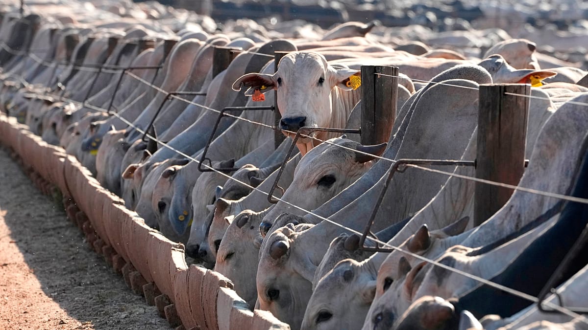EU suspension of Brazilian meat comes into force, despite ongoing talks with Brasília