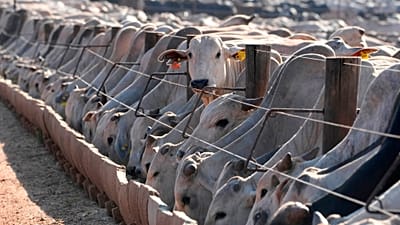  Cattle eat at a feedlot operated by the Otavio Lage group in Goianesia, Goias state, Brazil, June 13, 2025.