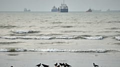 Birds gather around litter on a beach as commercial vessels lie anchored in the Strait of Hormuz off Bandar Abbas, Iran, Wednesday, Sept. 2, 2026