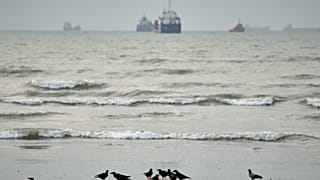 Birds gather around litter on a beach as commercial vessels lie anchored in the Strait of Hormuz off Bandar Abbas, Iran, Wednesday, Sept. 2, 2026