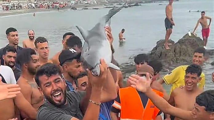 Report of suspected attack on baby dolphin in Ceuta area where migrants are staying The DAUBMA association has filed a complaint with the Civil Guard after a dolphin calf died on Trampolín beach in Ceuta, providing images to help clarify what happened and identify the alleged culprits.