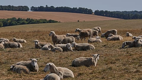 A flock of sheep graze in dry grass at Stonehenge in Wiltshire, England, Thursday, Aug. 13, 2026.