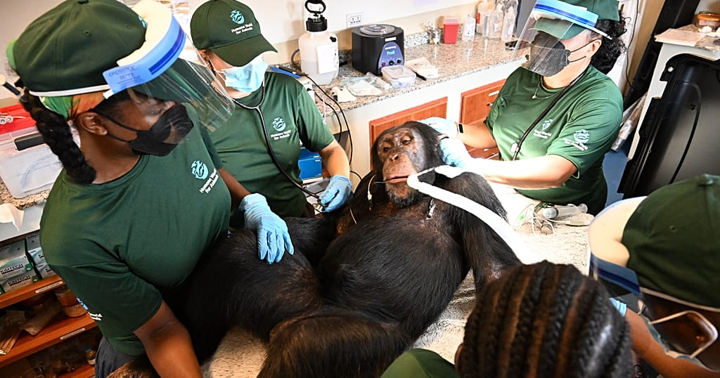 Liberia: A New Life for Chimpanzees Rescued from Laboratories