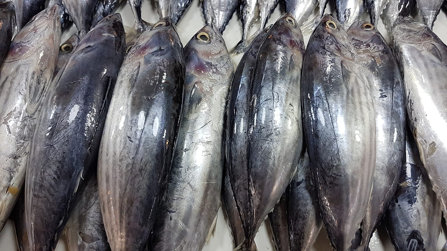 Katsuwonus pelamis türü ton balıkları