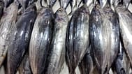 Katsuwonus pelamis türü ton balıkları