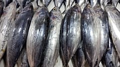 Katsuwonus pelamis türü ton balıkları