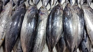Katsuwonus pelamis türü ton balıkları