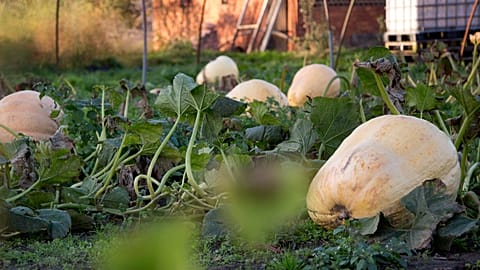 Pumpkin seeds in the authorities' crosshairs.
