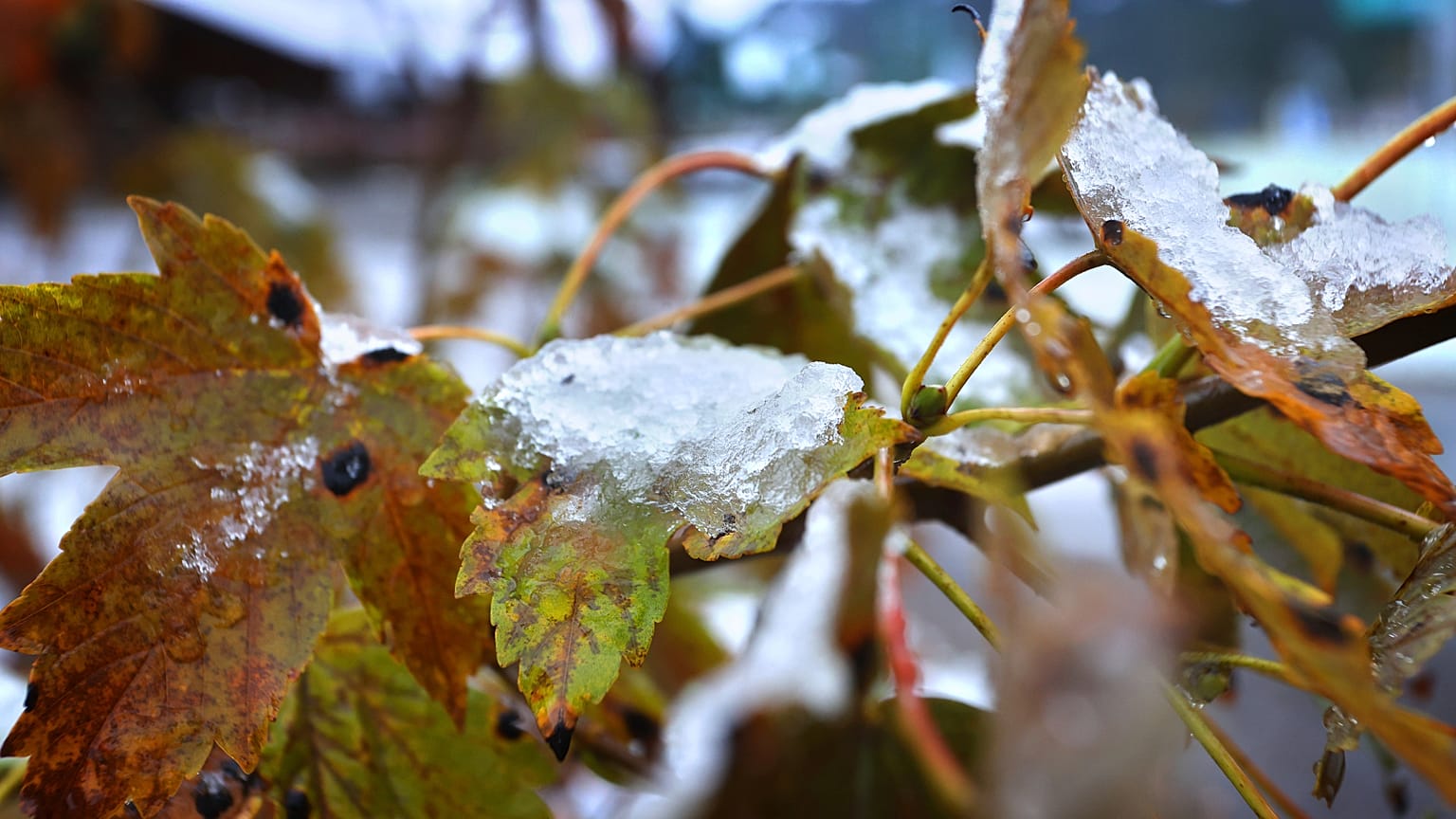 ARCHIV. Schnee bedeckt die Herbstblätter im 1.139 Meter hoch gelegenen Ortsteil Oberjoch bei Bad Hindelang in Deutschland, Mittwoch, 13. Oktober 2021.