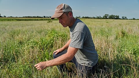 David Mueller kneels down in one of his Kernza fields Tuesday, July 28, 2026, at his farm in Halstead, Kan.