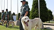 A trained service dog and its handler at the National Canine Centre in Tashkent