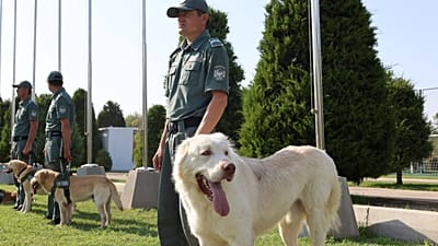 Ausgebildeter Assistenzhund mit seinem Trainer im Nationalen Hundezentrum in Taschkent