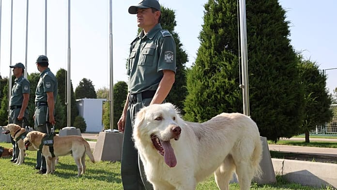 Sniffing out trouble: Customs dogs remain vital in the age of AI
