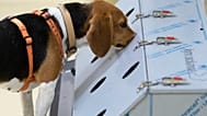 Dişi beagle Djaka, Almanya'nın Hannover kentindeki Veteriner Tıp Üniversitesi'nde düzenlenen basın toplantısında koku alma duyusuyla korona pozitif örnekleri buluyor.