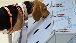 The beagle bitch Djaka finds corona-positive samples with her sense of smell during a news conference at the University of Veterinary Medicine in Hannover, Germany.