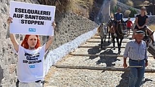 Aktivisten protestieren in Santorini gegen sogenannte "Eseltaxis" für Touristen