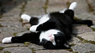 Hauskatze Louisa aus Schwentinental nahe Kiel. 
