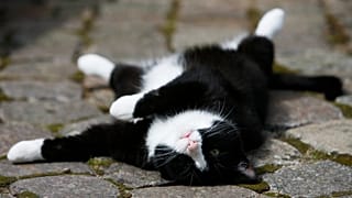 Hauskatze Louisa aus Schwentinental nahe Kiel. 