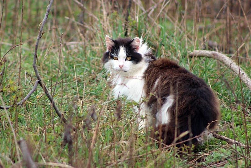 Katze auf der Pirsch