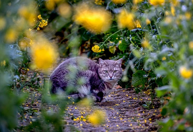 Eine Freigängerkatze versteckt sich in einem Rapsfeld am Stadtrand von Frankfurt