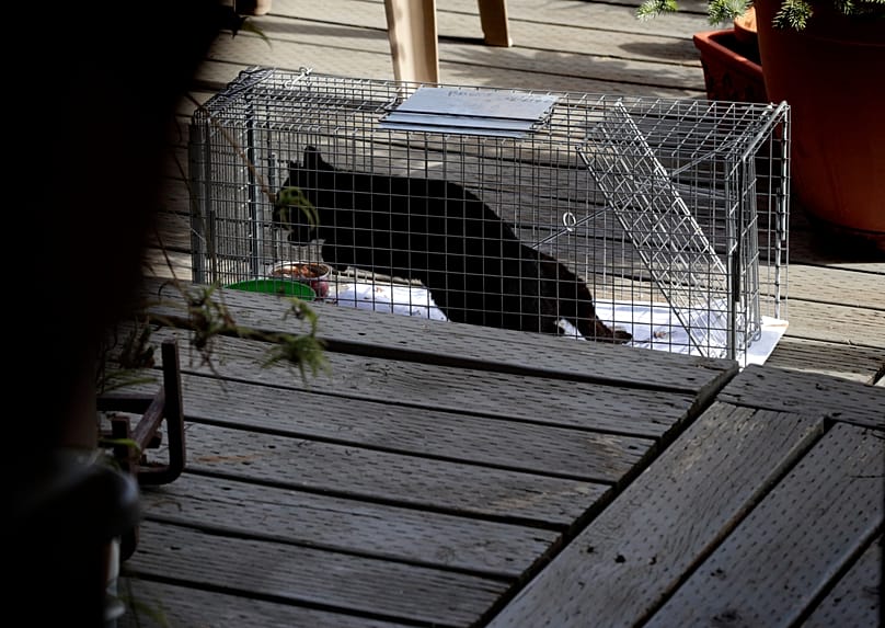 Katze in einer Lebendfalle