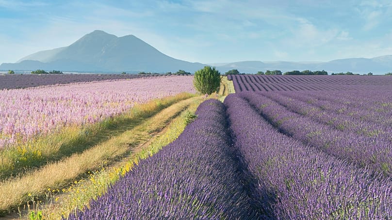 Die ikonischen Lavendelfelder der Provence lassen sich auf einer relativ einfachen Radroute erkunden