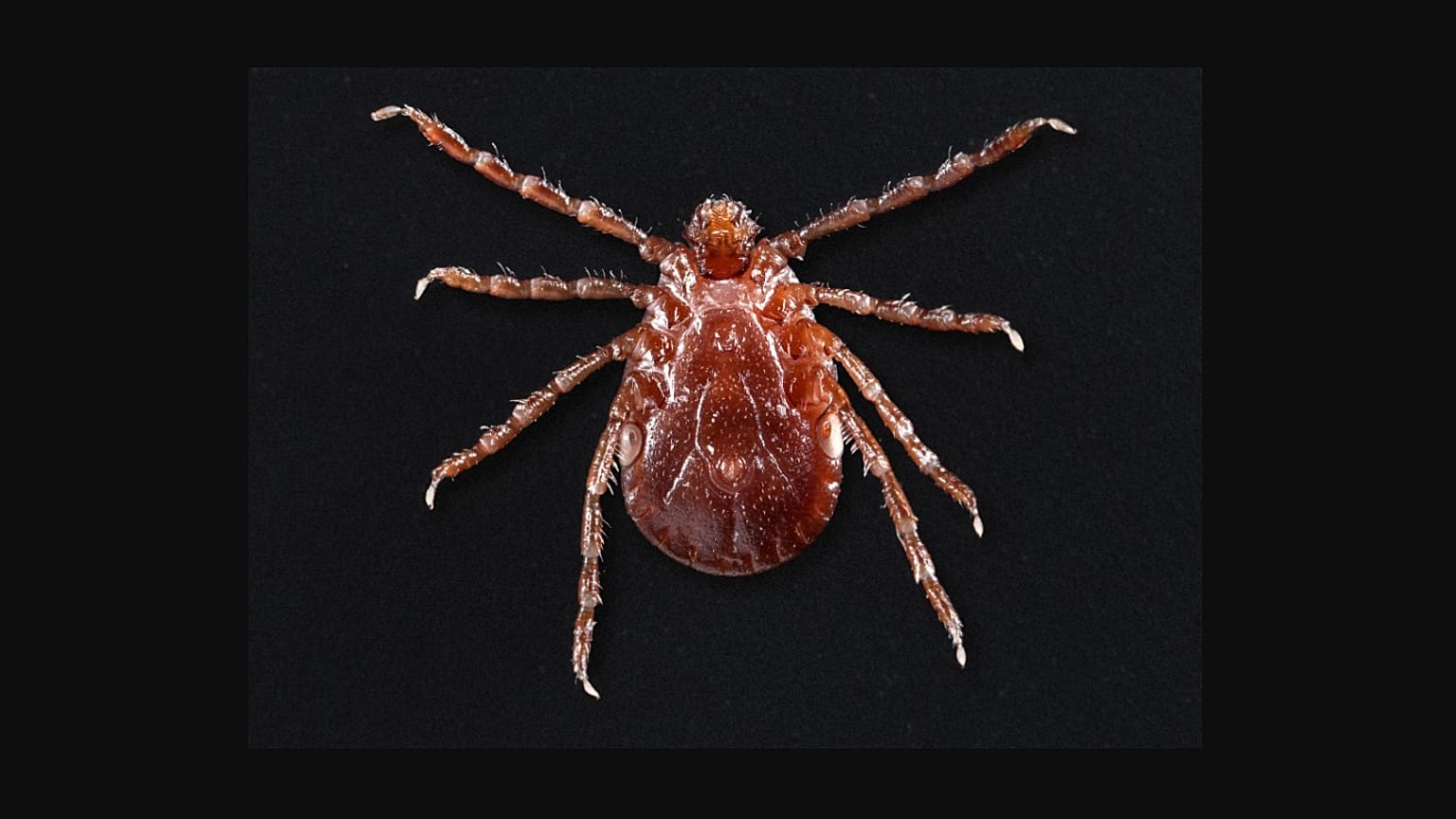 Haemaphysalis longicornis