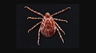 Haemaphysalis longicornis