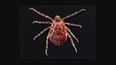 Haemaphysalis longicornis