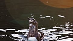 An endangered Galapagos penguin swims around Bartolome Island, Ecuador in the Galapagos on Friday, June 7, 2024.
