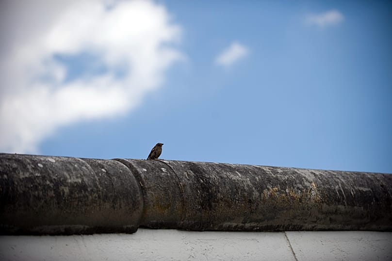 Spatz auf de Berliner Mauer