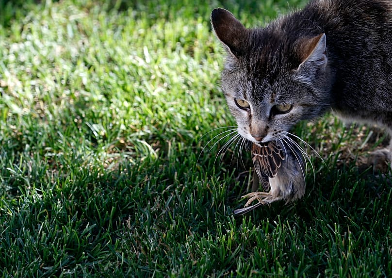 Katze mit getötetem Spatz