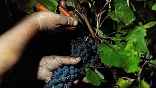 Alentejo: las vendimias nocturnas son la respuesta de una finca alentejana a los episodios de calor extremo