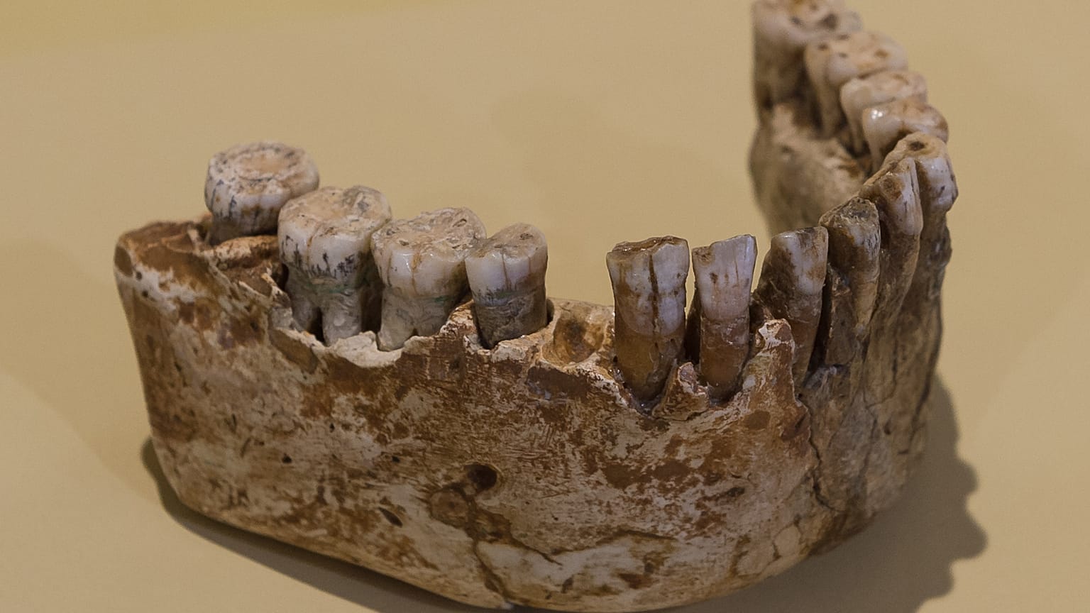 Neandertal dişleri yapısal olarak Homo sapiens dişlerinden farklı.