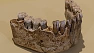 Neandertal dişleri yapısal olarak Homo sapiens dişlerinden farklı.