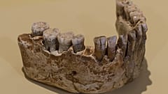 Neandertal dişleri yapısal olarak Homo sapiens dişlerinden farklı.