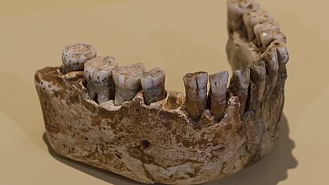 Yamyamlığa uğradığı düşünülen Neandertal çocuğu, Homo sapiens çıktı