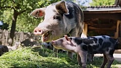 A Bentheim Black Pied sow and piglet eat in their enclosure at Hagenbeck Zoo in Hamburg, Germany, on Wednesday, May 14, 2025.