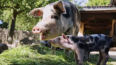 A Bentheim Black Pied sow and piglet eat in their enclosure at Hagenbeck Zoo in Hamburg, Germany, on Wednesday, May 14, 2025.
