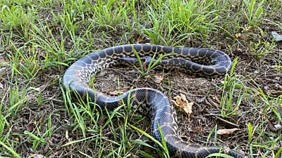 Anaconda