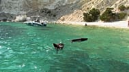 Αγριογούρουνα κολυμπούν στην Άτοκο
