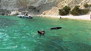 Αγριογούρουνα κολυμπούν στην Άτοκο
