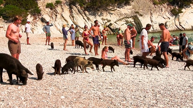 La plage d'Atokos et ses cochons noirs