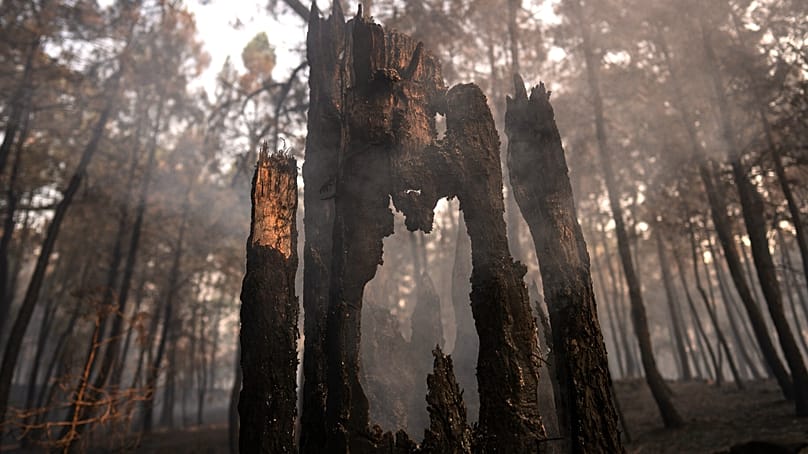 Wildfires ravaged parts of Spain this year.