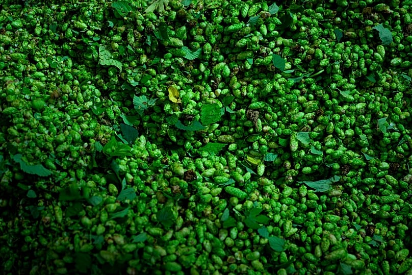 Der Hopfen wird auf einem Bauernhof in Huell bei Wolnzach in Deutschland verarbeitet.