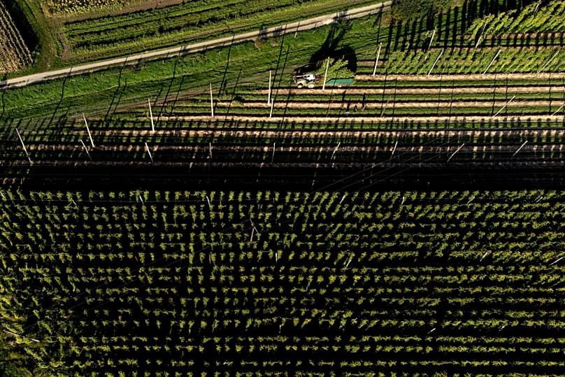 Ein Landwirt erntet Hopfen in Huell bei Wolnzach.