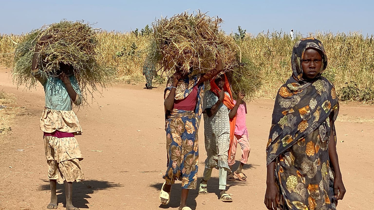 نازحون سودانيون فروا من مدينة الفاشر -بعد أن قتلت قوات شبه عسكرية مئات الأشخاص في منطقة دارفور الغربية- يحملون الحطب في مخيمهم بمنطقة طويلة في السودان، يوم الخميس 30 أكتوبر 20